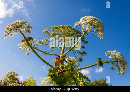 Die Blüten des giftigen invasiven Riesen Hogweed stehen vor einem blauen Himmel Stockfoto