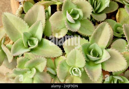 Bryophyllum Daigremontianum, Devil’s Backbone, Mother of Thousens, Alligator Plant oder mexikanische Hutpflanze im tropischen Garten. Ein Sukkulent Na Stockfoto