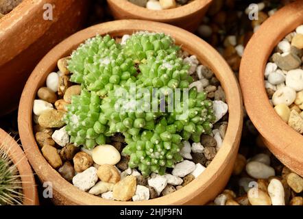 Mammillaria Bucareliensis oder Erusamu Cactus in A Pot. Eine Sukkulenten Pflanzen für die Gartendekoration. Stockfoto