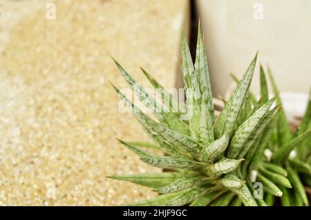 Sansevieria Pflanzen Dekoration im schönen Garten. Eine Sukkulente Pflanze mit Einer großen Rosette aus dicken und fleischigen Blättern. Stockfoto