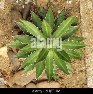 Schöne Agave Univittata oder die Thorn Crested Centur Plant, Eine sukkulente Pflanze mit Einer großen Rosette aus dicken und fleischigen Blättern mit scharfen Dornen. Stockfoto