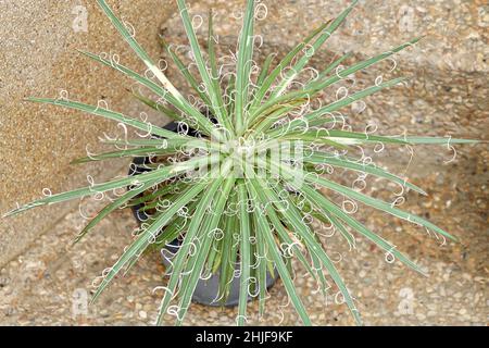 Schöne Agave Geminiflora oder Twin Flowered Agave Plant, Eine sukkulente Pflanze mit lockigen Blättern. Stockfoto