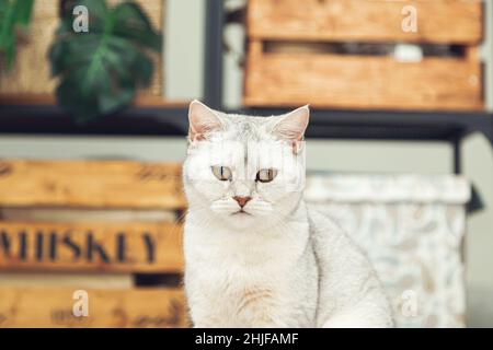 Britische Silberkatze sitzt auf dem Bett. Haustiere im Innenbereich. Stockfoto