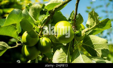 In der Sommersonne wachsen leuchtend grüne, rosige Äpfel auf einem Baum Stockfoto