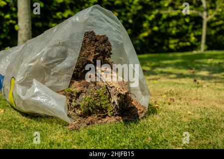 Eine Plastiktüte mit Gartenabfällen, einschließlich Baumrinde und Vegetation, die in der Sommersonne auf Gras liegt Stockfoto