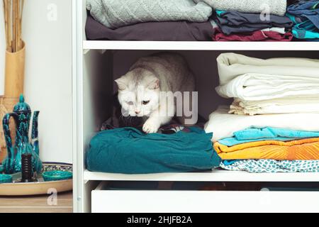Britische Silberkatze versteckt sich in einem Schrank. Ungewöhnliches Tierheim, Katzengewohnheiten. Stockfoto