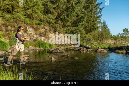 Ein junges asiatisches Weibchen fliegt an einem Sommerabend auf einem Fluss fischen Stockfoto