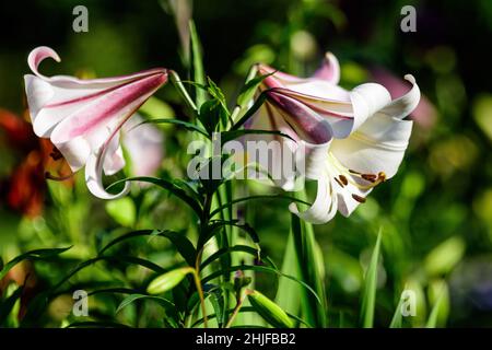 Weiße Blüten von Lilium Regal Pflanze, bekannt als königliche, königliche oder Königslilien in einem britischen Cottage-Stil Garten an einem sonnigen Sommertag, schöne Outdoor Stockfoto