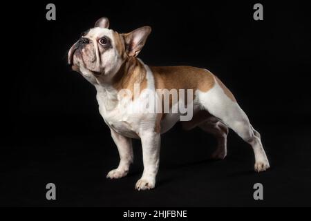 Junge französische Bulldogge, die isoliert auf schwarzem Hintergrund steht Stockfoto