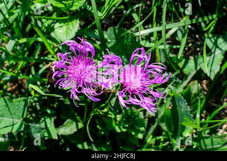 Zwei kleine blaue Blüten von Centaurea montana, allgemein bekannt als mehrjährige Kornblume, Bergkornblume, Junggesellenblatte, montane Schneckenknospe oder Reittier Stockfoto