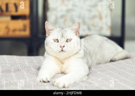 Die britische Silberkatze liegt eindrucksvoll auf dem Bett. Haustiere im Innenbereich. Stockfoto