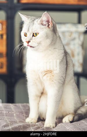 Britische Silberkatze sitzt auf dem Bett. Haustiere im Innenbereich. Stockfoto