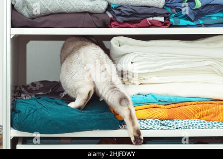 Britische Silberkatze versteckt sich in einem Schrank. Ungewöhnliches Tierheim, Katzengewohnheiten. Stockfoto
