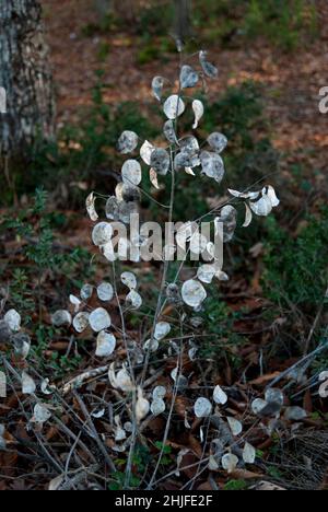 Lunaria, Papstmünzen, Silberpflanze, Lunaria annua im Herbst im Naturwald Stockfoto