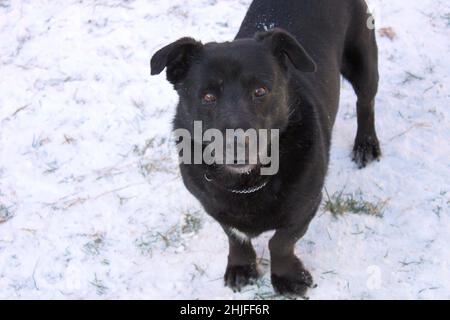 Schwarzer Hund vor einem Hintergrund von Schnee. Porträt eines kurzhaarigen Mongrels mit braunen Augen und flatternden Ohren. Der Hund schaut in die Linse. Stockfoto