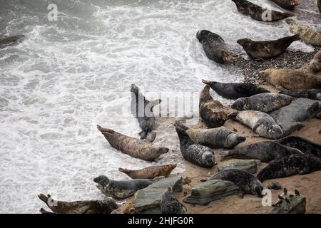 Mutton Cove,Godrevy,Cornwall,29th. Januar 2022,Mutton Cove in Godrevy ist ein beliebter Ort bei Touristen und Einheimischen, um die Kolonie der Kegelrobben am Strand und unter den Felsen darunter zu sehen.Quelle: Keith Larby/Alamy Live News Stockfoto