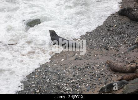 Mutton Cove,Godrevy,Cornwall,29th. Januar 2022,Mutton Cove in Godrevy ist ein beliebter Ort bei Touristen und Einheimischen, um die Kolonie der Kegelrobben am Strand und unter den Felsen darunter zu sehen.Quelle: Keith Larby/Alamy Live News Stockfoto