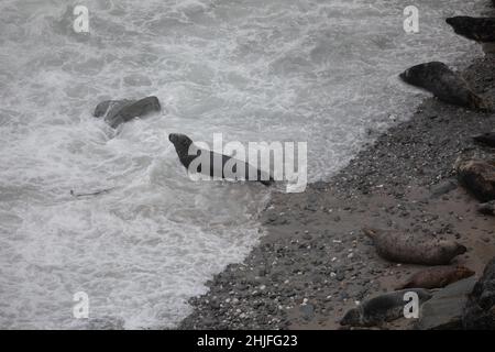 Mutton Cove,Godrevy,Cornwall,29th. Januar 2022,Mutton Cove in Godrevy ist ein beliebter Ort bei Touristen und Einheimischen, um die Kolonie der Kegelrobben am Strand und unter den Felsen darunter zu sehen.Quelle: Keith Larby/Alamy Live News Stockfoto