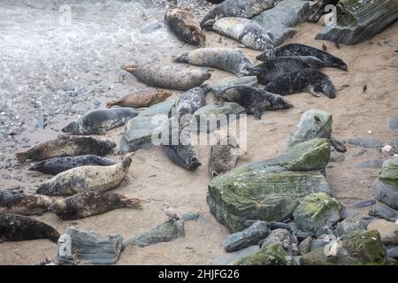 Mutton Cove,Godrevy,Cornwall,29th. Januar 2022,Mutton Cove in Godrevy ist ein beliebter Ort bei Touristen und Einheimischen, um die Kolonie der Kegelrobben am Strand und unter den Felsen darunter zu sehen.Quelle: Keith Larby/Alamy Live News Stockfoto