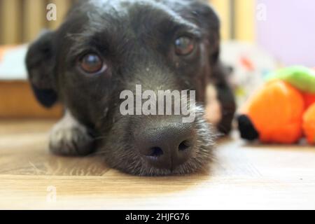 Ein kleiner schwarzer Hund legt sich hin, müde vom Spielen mit einem Plüschtier. Ein Hund liegt auf dem Boden in perspektivischer Verkürzung. Stockfoto