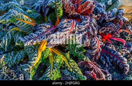 Nahaufnahme von geriebenem Mangold in einem Garten (Beta Vulgaris Vulgaris) Stockfoto