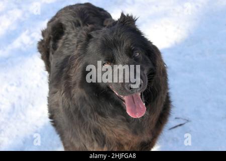 Porträt eines schwarzen langhaarigen fetten Hundes vor einem Hintergrund aus Schnee. Der Hund ist groß und flauschig und sieht aus wie ein Bär. Stockfoto