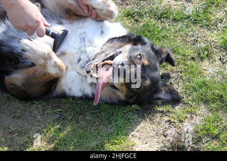 Dieser Hund liebt es, seinen Bauch gekämmt zu haben. Er ist glücklich und liegt auf dem Gras verkehrt herum. Der Hund ist dreifarbig, hat einen offenen Mund. Stockfoto