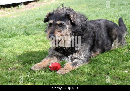 Ein alter Terrier-Hund liegt auf dem Gras, nachdem er mit einem Ball gespielt hat. Zwischen seinen ausgestreckten Vorderpfoten liegt ein Spielzeug. Der zottige Hund ist Yawnin Stockfoto