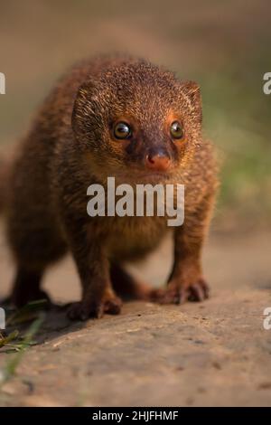 Eine Mungo ist ein kleines terrestrisches, fleischfressendes Säugetier der Familie Herpestidae. Stockfoto