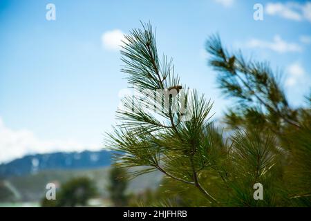 Fichtenzweig in den Bergen Zyperns, blauer Wolkenhimmel Stockfoto