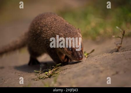 Nahaufnahme eines indischen grauen Mungos, Einer Mungos, ist ein kleines terrestrisches fleischfressendes Säugetier der Familie Herpestidae. Stockfoto