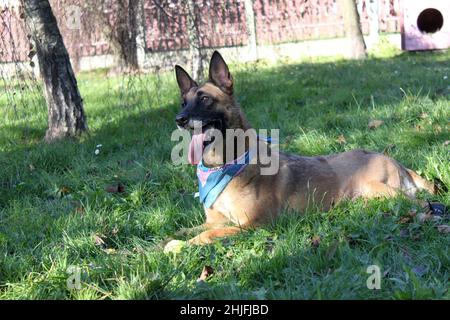 Ein belgischer Schäferhund Malinois liegt nach dem Spielen auf dem Gras. Er trägt eine bunte Bandanna um den Hals. Stockfoto