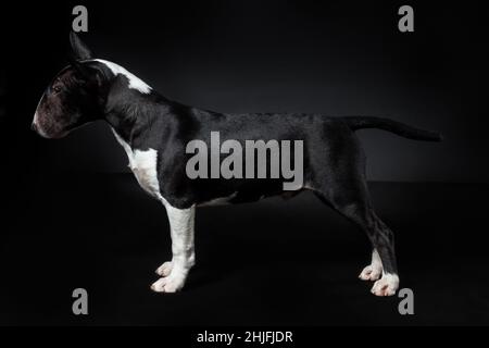 Männliche reinrassige Hund der Miniatur-Bulle Terrier Rasse von schwarzen und weißen Farbe stehend isoliert auf schwarzem Hintergrund. Profilansicht Stockfoto