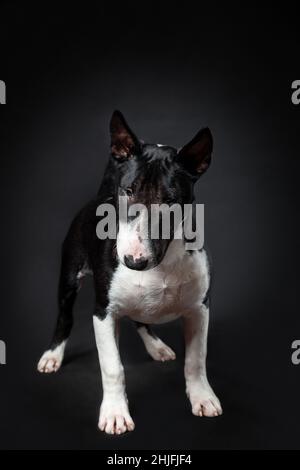 Portrait des männlichen Hundes des Miniatur-Bullen Terrier Rasse von schwarz und weiß Farbe stehend isoliert auf schwarzem Hintergrund. Vorderansicht Stockfoto