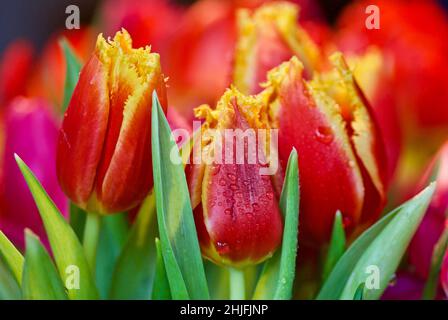 Nahaufnahme von Bouquet mit frischen roten und gelben blühenden umsäumten Tulpen mit Wassertropfen. Stockfoto