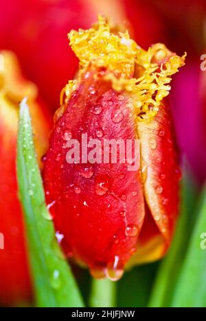 Nahaufnahme der roten und gelben Knospe der umsäumten Tulpe mit Wassertropfen. Stockfoto