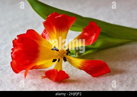 Eine gelb-rote, überwehte Tulpe, die auf weißem Tischtuch liegt. Stockfoto