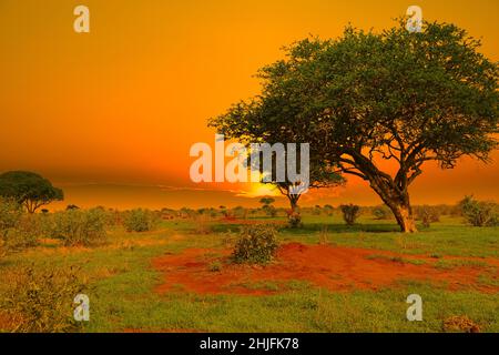 Sonnenuntergang und Sonnenaufgang im Tsavo East und Tsavo West National Park in Kenia Stockfoto