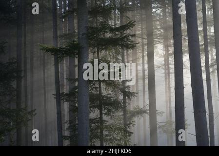 Sonnenstrahlen in einem Fir Forest Stockfoto