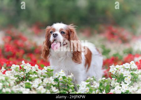 Nette lustige Cavaleir König charles Spaniel Rasse Hund zwischen roten und weißen Blumen im Sommer Stockfoto