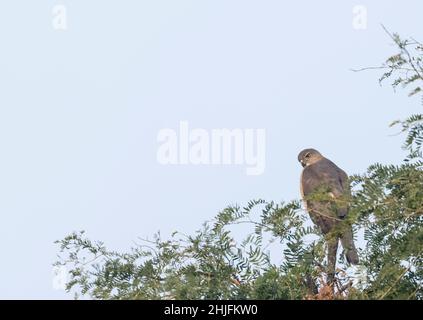 Shikra (Accipiter badius), ein Vogel, der auf einem Baum steht. Stockfoto
