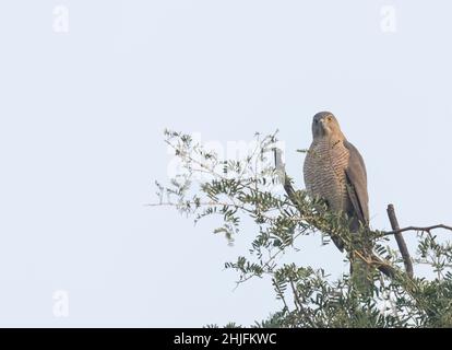 Shikra (Accipiter badius), ein Vogel, der auf einem Baum steht. Stockfoto