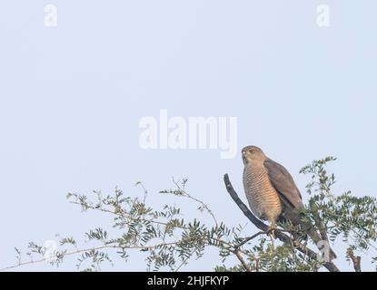 Shikra (Accipiter badius), ein Vogel, der auf einem Baum steht. Stockfoto
