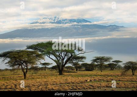 Bilder vom schneebedeckten Kilimandscharo in Kenia Stockfoto