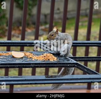 Entzückende Grauhörnchen, die Müsli und einen Apfel zum Frühstück auf einem Tisch haben. Stockfoto