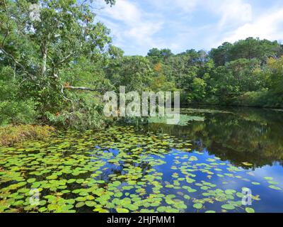 Grüner Sumpfteich, mit Seerosen, blauem Himmel, Reflexionen und fallenden Bäumen. In Cape Cod, Ma. Stockfoto