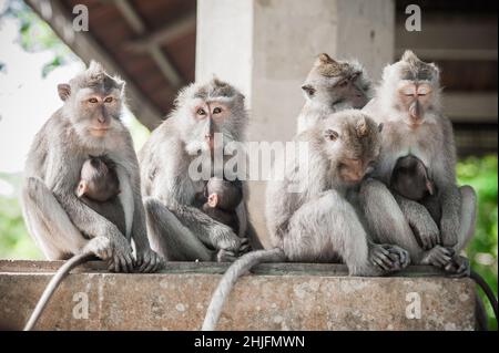 Die Affenfamilie (Macaca mulatta) sitzt an der Wand des heiligen Affenwaldes. Ubud, Bali. Indonesien Stockfoto