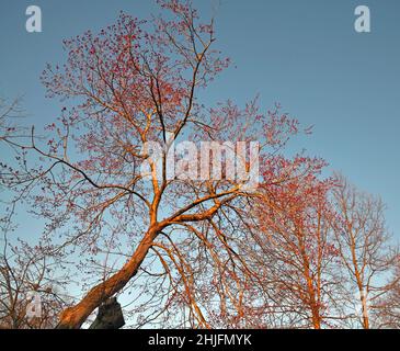 Rote Blütenknospen aus Frühlingsbäumen bei Sonnenuntergang. Stockfoto