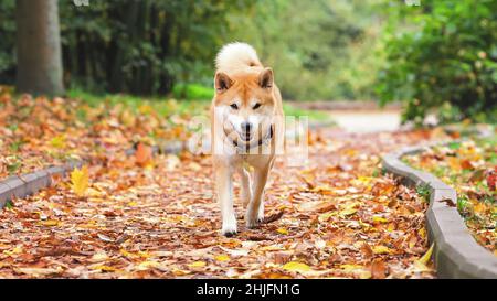 Niedlicher Hund der shiba Inu Rasse, der im Herbst zwischen gelb gefallenen Blättern in der Natur spazieren geht Stockfoto