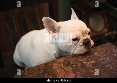 Entzückende weiße französische Bulldogge, die auf einem Stuhl sitzt und schaut Stockfoto